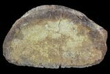 Hadrosaur (Duck-Billed Dinosaur) Toe Bone - North Dakota #88736-3